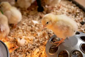 EH Chickens-lifestyle_1016x677-WEB.jpg